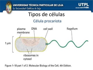 Tipos de células Célula procariota 