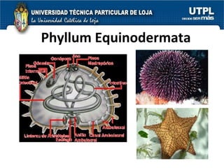 Phyllum Equinodermata 