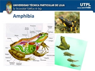 Amphibia 