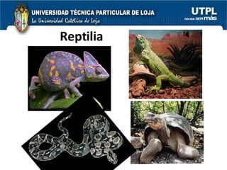 Reptilia 