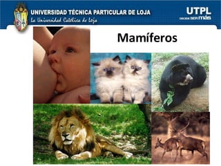 Mamíferos 