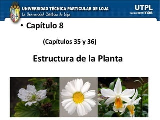 Estructura de la Planta Capítulo 8 (Capítulos 35 y 36) 