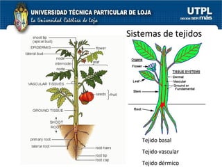 Tejido basal Tejido vascular Tejido dérmico Sistemas de tejidos 