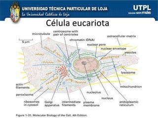Célula eucariota 