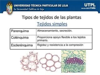 Tipos de tejidos de las plantas Tejidos simples Parenquima Almacenamiento, secreción.  Colénquima Proporciona apoyo flexible a los tejidos primario. Esclerénquima Rigidez y resistencia a la compresión 