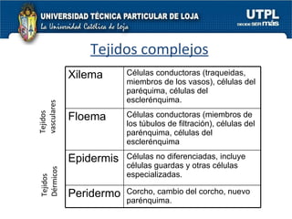 Tejidos complejos Tejidos vasculares Tejidos Dérmicos Xilema Células conductoras (traqueidas, miembros de los vasos), células del paréquima, células del esclerénquima. Floema Células conductoras (miembros de los túbulos de filtración), células del parénquima, células del esclerénquima Epidermis Células no diferenciadas, incluye células guardas y otras células especializadas. Peridermo Corcho, cambio del corcho, nuevo parénquima. 