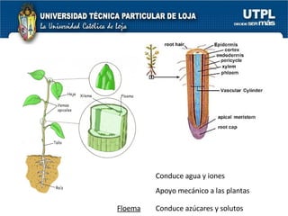 Conduce agua y iones Apoyo mecánico a las plantas Xilema Floema Conduce azúcares y solutos 