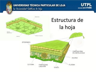 Estructura de la hoja 