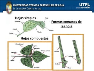 Formas comunes de las hoja Hojas compuestas Hojas simples 