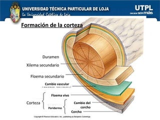 Duramen Xilema secundario Floema secundario Cambio vascular Corcho Cambio del corcho Peridermo Floema vivo Formación de la corteza Corteza 