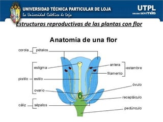 Estructuras reproductivas de las plantas con flor 