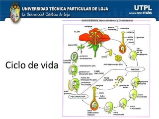 Ciclo de vida 