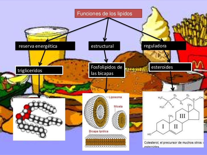 Biología lípidos
