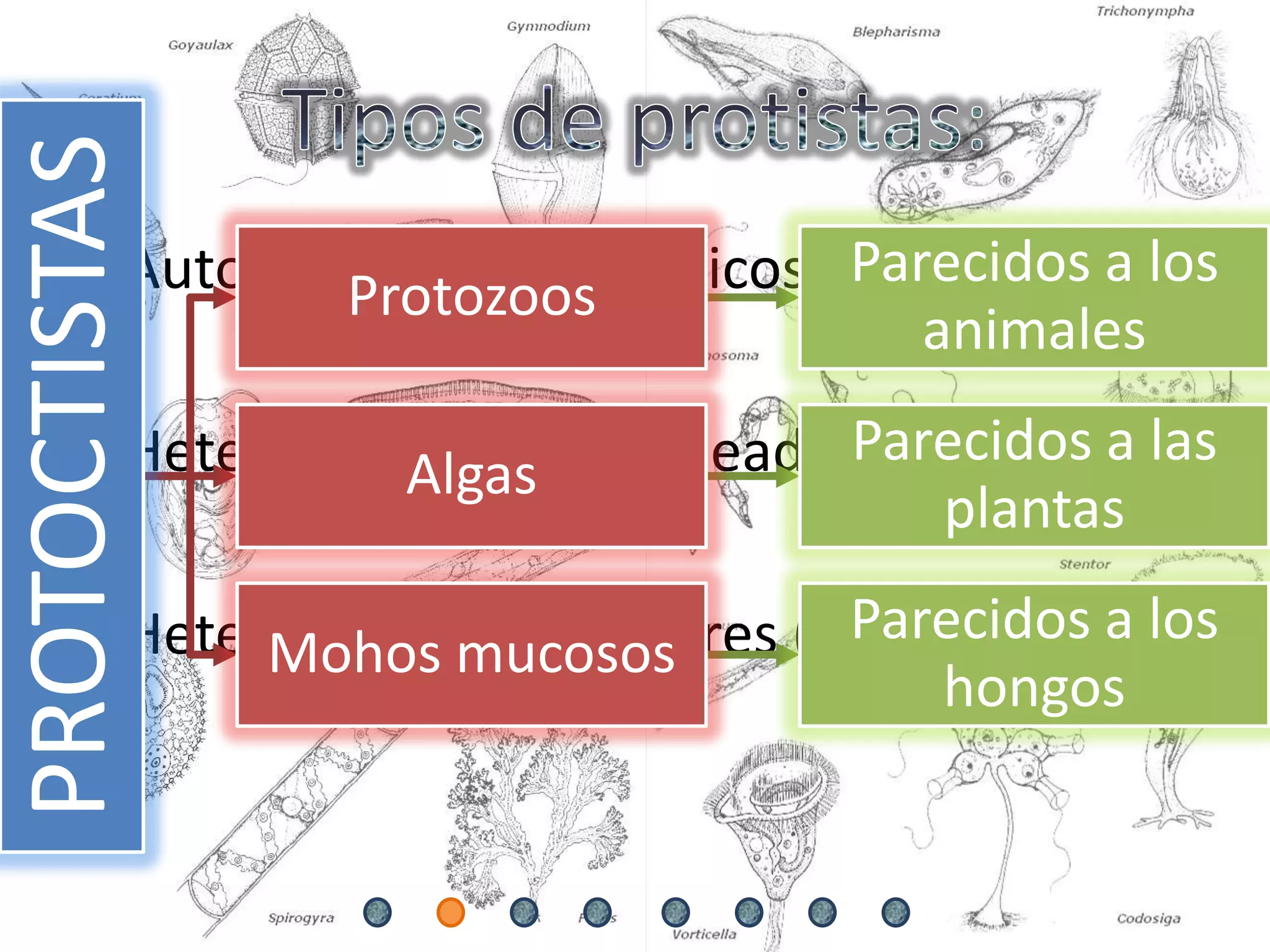 REINO Protoctista (o Protista) | PPTX