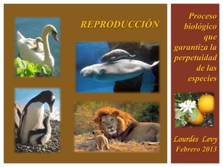 Proceso
REPRODUCCIÓN     biológico
                       que
               garantiza la
               perpetuidad
                     de las
                  especies




               Lourdes Levy
               Febrero 2013
 