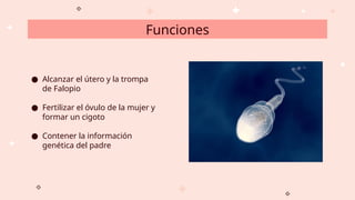 Funciones
● Alcanzar el útero y la trompa
de Falopio
● Fertilizar el óvulo de la mujer y
formar un cigoto
● Contener la información
genética del padre
 