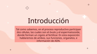 Introducción
Tal como sabemos, en el proceso reproductivo participan
dos células, las cuales son el óvulo y el espermatozoide,
donde forman un cigoto al fertilizar. En esta exposición
hablaremos de ambos, sus funciones, organelos, e
información de ADN.
 