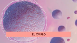 EL ÓVULO
 