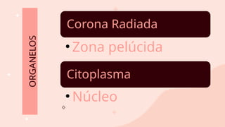 Corona Radiada
• Zona pelúcida
Citoplasma
• Núcleo
ORGANELOS
 