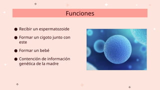 Funciones
● Recibir un espermatozoide
● Formar un cigoto junto con
este
● Formar un bebé
● Contención de información
genética de la madre
 