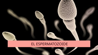EL ESPERMATOZOIDE
 