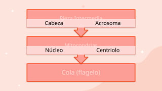 Cola (flagelo)
Mitocondrias
Núcleo Centriolo
Pieza Intermedia
Cabeza Acrosoma
 