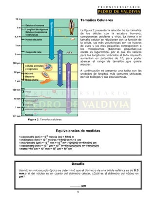 10 m
Ojo Humano
Estatura humana
1m
Longitud de algunas
Células musculares
y nerviosas
0,1 m
Huevo de pollo
1 cm
Huevo de rana
1 mm
Microscopio de luz
100 µm
células animales
y vegetales
Microscopio electrónico
10 µm
Núcleo
Bacteria
Mitocondria
1 µm
100 nm
Virus
Ribosomas
10 nm
Proteinas
Lípidos
1 nm
Moléculas pequeñas
Átomos
0,1 nm
Equivalencias de medidas
–2
1 centímetro (cm) = 10 metros (m) = 1/100 m
–3
1 milímetro (mm) = 10 metros =1/1000 m=1/10 cm
–3 –6
1 micrómetro (µm) = 10 mm = 10 m=1/1000000 m=1/10000 cm
–3 –9
1 nanómetro (nm) = 10 µm = 10 m=1/1000000000 m=1/10000000
2 3 6 9
1metro =10 cm = 10 mm = 10 um = 10 nm