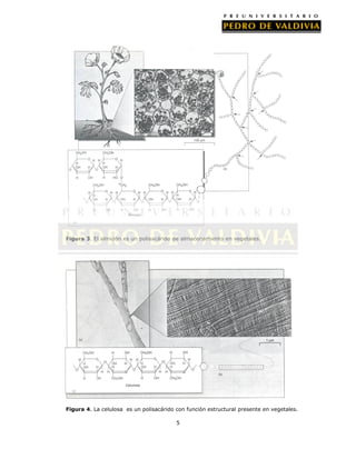 PDV: Biología Mención Guía N°4 [4° Medio] (2012)