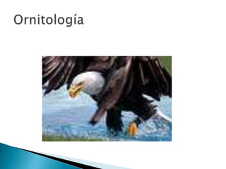 Ornitología