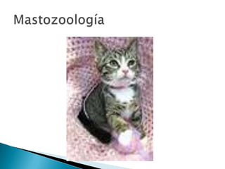 Mastozoología
