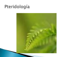 Pteridología