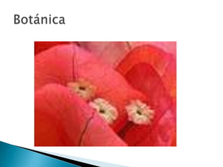Botánica