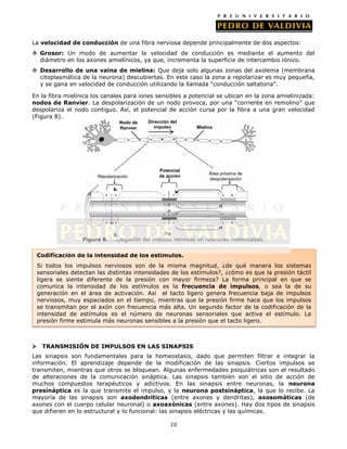 La velocidad de conducción de una fibra nerviosa depende principalmente de dos aspectos:
 Grosor: Un modo de aumentar la velocidad de conducción es mediante el aumento del
  diámetro en los axones amielínicos, ya que, incrementa la superficie de intercambio iónico.
 Desarrollo de una vaina de mielina: Que deja solo algunas zonas del axolema (membrana
  citoplasmática de la neurona) descubiertas. En este caso la zona a repolarizar es muy pequeña,
  y se gana en velocidad de conducción utilizando la llamada “conducción saltatoria”.

En la fibra mielínica los canales para iones sensibles a potencial se ubican en la zona amielinizada:
nodos de Ranvier. La despolarización de un nodo provoca, por una “corriente en remolino” que
despolariza el nodo contiguo. Así, el potencial de acción cursa por la fibra a una gran velocidad
(Figura 8).
                                    Nodo de   Dirección del
                                    Ranvier      impulso       Mielina
                                               de acción




                                                   Potencial
                                                                    Área próxima de
                         Repolarización            de acción
                                                                    despolarización

                                K                     Na
                                                      K




                               K                  Na
                    Figura 8. Propagación del impulso nervioso en neuronas mielinizadas.
                                                   K


    Codificación de la intensidad de los estímulos.
    Si todos los impulsos nerviosos son de la misma magnitud, ¿de qué manera los sistemas
    sensoriales detectan las distintas intensidades de los estímulos?, ¿cómo es que la presión táctil
    ligera se siente diferente de la presión con mayor firmeza? La forma principal en que se
    comunica la intensidad de los estímulos es la frecuencia de impulsos, o sea la de su
    generación en el área de activación. Así el tacto ligero genera frecuencia baja de impulsos
    nerviosos, muy espaciados en el tiempo, mientras que la presión firme hace que los impulsos
    se transmitan por el axón con frecuencia más alta. Un segundo factor de la codificación de la
    intensidad de estímulos es el número de neuronas sensoriales que activa el estímulo. La
    presión firme estimula más neuronas sensibles a la presión que el tacto ligero.



    TRANSMISIÓN DE IMPULSOS EN LAS SINAPSIS
Las sinapsis son fundamentales para la homeostasis, dado que permiten filtrar e integrar la
información. El aprendizaje depende de la modificación de las sinapsis. Ciertos impulsos se
transmiten, mientras que otros se bloquean. Algunas enfermedades psiquiátricas son el resultado
de alteraciones de la comunicación sináptica. Las sinapsis también son el sitio de acción de
muchos compuestos terapéuticos y adictivos. En las sinapsis entre neuronas, la neurona
presináptica es la que transmite el impulso, y la neurona postsináptica, la que lo recibe. La
mayoría de las sinapsis son axodendríticas (entre axones y dendritas), axosomáticas (de
axones con el cuerpo celular neuronal) o axoaxónicas (entre axones). Hay dos tipos de sinapsis
que difieren en lo estructural y lo funcional: las sinapsis eléctricas y las químicas.

                                                        10
 