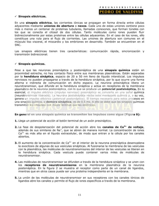  Sinapsis eléctricas.

En una sinapsis eléctrica, las corrientes iónicas se propagan en forma directa entre células
adyacentes mediante uniones de abertura o nexos. Cada uno de estas uniones contiene poco
más o menos un centenar de proteínas tubulares, llamadas conexones, que forman túneles con
los que se conecta el citosol de dos células. Tanto moléculas como iones pueden fluir
bidireccionalmente por estas proteínas entre las células adyacentes. En el caso de los iones, ello
constituye una ruta para el flujo de corrientes. Las uniones de abertura son comunes en el
músculo liso visceral, el miocardio y los embriones en desarrollo. También se encuentran en el
SNC.

Las sinapsis eléctricas tienen tres características: comunicación rápida, sincronización y
transmisión bidireccional.


 Sinapsis químicas.

Pese a que las neuronas presináptica y postsináptica de una sinapsis química están en
proximidad estrecha, no hay contacto físico entre sus membranas plasmáticas. Están separadas
por la hendidura sináptica, espacio de 20 a 50 nm lleno de líquido intersticial. Los impulsos
nerviosos no pueden propagarse a través de la hendidura sináptica, por lo que ocurre una forma
alterna e indirecta de comunicación en dicho espacio. La neurona presináptica libera un
neurotransmisor, que difunde en la hendidura sináptica y actúa en receptores de la membrana
plasmática de la neurona postsináptica, con lo que se produce un potencial postsináptico. En lo
esencial, el impulso eléctrico (impulso nervioso) presináptico se convierte en una señal química
(neurotransmisor liberado). La neurona postsináptica recibe este mensajero químico y, a su vez,
genera un impulso eléctrico (potencial postsináptico). El tiempo necesario para estos procesos en
una sinapsis química, o demora sináptica, es de 0.5 ms. A ello se debe que las sinapsis químicas
transmitan los impulsos con mayor lentitud que las eléctricas.


En general en una sinapsis química se transmiten los impulsos como sigue (Figura 9):

1. Llega un potencial de acción al botón terminal de un axón presináptico.

2. La fase de despolarización del potencial de acción abre los canales de Ca2+ de voltaje,
   además de sus similares de Na+, que se abren de manera normal. La concentración de iones
   Ca2+ es más alta en el líquido extracelular, de modo que entran a la célula por los canales
   abiertos.

3. El aumento de la concentración de Ca2+ en el interior de la neurona presináptica desencadena
   la exocitosis de algunas de sus vesículas sinápticas. Al fusionarse la membrana de las vesículas
   con la plasmática, las moléculas de neurotransmisores del interior de las vesículas se liberan en
   la hendidura sináptica. Cada vesícula puede contener varios miles de moléculas de
   neurotransmisor.

4. Las moléculas de neurotransmisor se difunden a través de la hendidura sináptica y se unen con
   los receptores de neurotransmisores en la membrana plasmática de la neurona
   postsináptica. En la figura 2 se muestra el receptor como parte de un canal de ligandos,
   mientras que en otros casos puede ser una proteína independiente en la membrana.

5. La unión de las moléculas de neurotransmisor en sus receptores con los canales iónicos de
   ligandos abre los canales y permite el flujo de iones específicos a través de la membrana.




                                                11
 