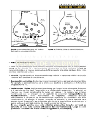 Figura 9. Principales eventos en una Sinapsis    Figura 10. Inactivación de los Neurotransmisores.
  Química (ver números en el texto).




 Retiro del neurotransmisor.

El retiro del neurotransmisor de la hendidura sináptica es indispensable para el funcionamiento
normal de las sinapsis. Si el neurotransmisor permaneciera en dicha hendidura, influiría de
manera indefinida en la neurona postsináptica, la fibra muscular o la célula glandular. Dicho retiro
ocurre de tres maneras básicas:

 Difusión. Algunas moléculas de neurotransmisores salen de la hendidura sináptica al difundir
  conforme a su gradiente de concentración.

 Degradación enzimática. Ciertos neurotransmisores se inactivan por degradación enzimática.
  Por ejemplo, la acetilcolinesterasa es la enzima que desdobla la acetilcolina en la hendidura
  sináptica (Figura 10).

 Captación por células. Muchos neurotransmisores son transportados activamente de regreso
  a la neurona que los liberó (recaptación) o a células gliales adyacentes. Por ejemplo, las
  neuronas que liberan noradrenalina la captan con rapidez y la reciclan. Las proteínas
  membranosas que se encargan de tal captación se denominan transportadores de
  neurotransmisores.       Varios   medicamentos      de   importancia   terapéutica   bloquean
  selectivamente la recaptación de neurotransmisores específicos por interferencia con estos
  transportadores. Por ejemplo, el fármaco clorhidrato de fluoxetina, el que se usa para tratar
  algunas formas de depresión, es un inhibidor selectivo de la recaptación de serotonina, con lo
  que se prolonga la actividad sináptica del neurotransmisor serotonina.
  En una sinapsis química, una señal eléctrica presináptica (impulso nervioso) se
  convierte en una señal química (liberación del neurotransmisor). Luego la señal
  química se transforma de nuevo en eléctrica (potencial postsináptico).



                                                  12
 