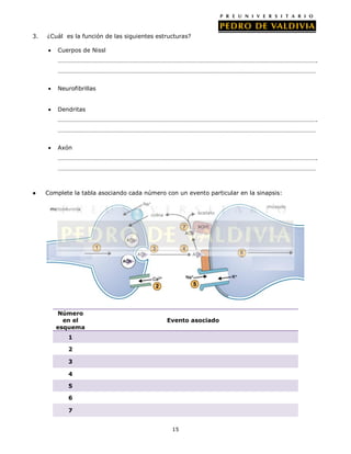 3.   ¿Cuál es la función de las siguientes estructuras?

         Cuerpos de Nissl
         ………………………………………………………………………………………………………………………………………………….
         …………………………………………………………………………………………………………………………………………………


         Neurofibrillas


         Dendritas
         ………………………………………………………………………………………………………………………………………………….
         …………………………………………………………………………………………………………………………………………………


         Axón
         ………………………………………………………………………………………………………………………………………………….
         …………………………………………………………………………………………………………………………………………………



●    Complete la tabla asociando cada número con un evento particular en la sinapsis:




        Número
          en el                               Evento asociado
        esquema
            1

            2

            3

            4

            5

            6

            7


                                                15
 