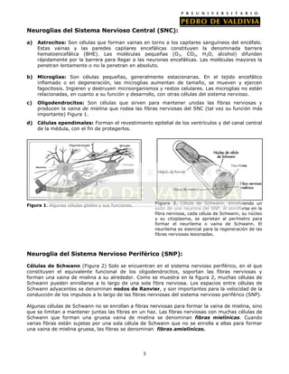 Neuroglias del Sistema Nervioso Central (SNC):

a)   Astrocitos: Son células que forman vainas en torno a los capilares sanguíneos del encéfalo.
     Estas vainas y las paredes capilares encefálicas constituyen la denominada barrera
     hematoencefálica (BHE). Las moléculas pequeñas (O 2, CO2, H2O, alcohol) difunden
     rápidamente por la barrera para llegar a las neuronas encefálicas. Las moléculas mayores la
     penetran lentamente o no la penetran en absoluto.

b)   Microglias: Son células pequeñas, generalmente estacionarias. En el tejido encefálico
     inflamado o en degeneración, las microglias aumentan de tamaño, se mueven y ejercen
     fagocitosis. Ingieren y destruyen microorganismos y restos celulares. Las microglias no están
     relacionadas, en cuanto a su función y desarrollo, con otras células del sistema nervioso.
c)   Oligodendrocitos: Son células que sirven para mantener unidas las fibras nerviosas y
     producen la vaina de mielina que rodea las fibras nerviosas del SNC (tal vez su función más
     importante) Figura 1.
d)   Células ependimales: Forman el revestimiento epitelial de los ventrículos y del canal central
     de la médula, con el fin de protegerlos.




Figura 1. Algunas células gliales y sus funciones.       Figura 2. Célula de Schwann, envolviendo un
                                                         axón de una neurona del SNP. Al enrollarse en la
                                                         fibra nerviosa, cada célula de Schwann, su núcleo
                                                         y su citoplasma, se aprietan al perímetro para
                                                         formar el neurilema o vaina de Schwann. El
                                                         neurilema es esencial para la regeneración de las
                                                         fibras nerviosas lesionadas.



Neuroglia del Sistema Nervioso Periférico (SNP):

Células de Schwann (Figura 2) Solo se encuentran en el sistema nervioso periférico, en el que
constituyen el equivalente funcional de los oligodendrocitos, soportan las fibras nerviosas y
forman una vaina de mielina a su alrededor. Como se muestra en la figura 2, muchas células de
Schwann pueden enrollarse a lo largo de una sola fibra nerviosa. Los espacios entre células de
Schwann adyacentes se denominan nodos de Ranvier, y son importantes para la velocidad de la
conducción de los impulsos a lo largo de las fibras nerviosas del sistema nervioso periférico (SNP).

Algunas células de Schwann no se enrollan a fibras nerviosas para formar la vaina de mielina, sino
que se limitan a mantener juntas las fibras en un haz. Las fibras nerviosas con muchas células de
Schwann que forman una gruesa vaina de mielina se denominan fibras mielínicas. Cuando
varias fibras están sujetas por una sola célula de Schwann que no se enrolla a ellas para formar
una vaina de mielina gruesa, las fibras se denominan fibras amielínicas.




                                                     3
 