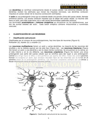 Las dendritas se ramifican extensamente desde el cuerpo celular. Los extremos distales de las
dendritas reciben los estímulos que inician los impulsos nerviosos. Las dendritas conducen
impulsos al cuerpo celular de la neurona (conducción centrípeta).
El axón es una prolongación única que se extiende desde una porción cónica del cuerpo celular, llamada
eminencia axónica. Los axones conducen impulsos que se alejan del cuerpo celular. La neurona solo
tiene un axón, pero éste suele tener una o más ramas denominadas colaterales axónicos.
Los terminales presinápticos o botones sinápticos se encuentran en los telodendrones, que
son las puntas distales del axón. Cada botón sináptico contiene mitocondrias y numerosas
vesículas.



     CLASIFICACIÓN DE LAS NEURONAS

    Clasificación estructural:
Clasificadas por el número de sus prolongaciones, hay tres tipos de neuronas (Figura 4):
Multipolar (a), bipolar (b) y unipolar (c).

Las neuronas multipolares tienen un axón y varias dendritas. La mayoría de las neuronas del
encéfalo y de la médula espinal son de este tipo (Figura 4a). Las neuronas bipolares (Figura
4b) tienen un axón y una dendrita y son la clase menos numerosa. Se encuentran en la retina, en
el oído interno y en la vía olfatoria. Las neuronas unipolares (Figura 4c) tienen una única
prolongación que parte del cuerpo celular que se ramifica para dar lugar a una prolongación
central (se dirige hacia el SNC) y otra periférica (se aparta del SNC). Estas dos prolongaciones
forman en conjunto un axón, que conduce impulsos lejos de las dendritas que se hallan en el
extremo distal de la prolongación periférica. Las neuronas unipolares siempre son sensitivas y
llevan información hacia el sistema nervioso central.




                          Figura 4. Clasificación estructural de las neuronas.

                                                   5
 