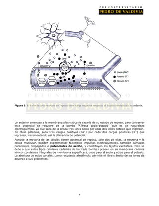 Figura 5. El axón de una neurona en reposo tiene carga negativa respecto al líquido intersticial circundante.




Lo anterior amenaza a la membrana plasmática de sacarla de su estado de reposo, para conservar
este potencial se requiere de la bomba “ATPasa sodio-potasio” que es de naturaleza
electroquímica, ya que saca de la célula tres iones sodio por cada dos iones potasio que ingresan.
En otras palabras, saca tres cargas positivas (Na+) por cada dos cargas positivas (K+) que
ingresan, incrementando así la diferencia de potencial.
Aunque la mayoría de las células tienen potencial de reposo, solo dos de ellas, la neurona y la
célula muscular, pueden experimentar fácilmente impulsos electroquímicos, también llamados
potenciales propagados o potenciales de acción, y constituyen los tejidos excitables. Esto se
debe a que estos tipos celulares (además de la citada bomba) poseen en su membrana canales
iónicos (proteínas integrales de membrana específicas), unos para el sodio y otros para el potasio.
La abertura de estos canales, como respuesta al estímulo, permite el libre tránsito de los iones de
acuerdo a sus gradientes.




                                                      7
 
