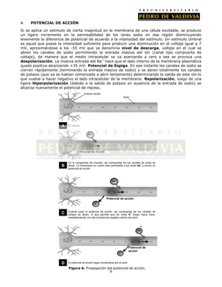     POTENCIAL DE ACCIÓN

Si se aplica un estímulo de cierta magnitud en la membrana de una célula excitable, se produce
un ligero incremento en la permeabilidad de los iones sodio en esa región disminuyendo
levemente la diferencia de potencial de acuerdo a la intensidad del estímulo. Un estímulo Umbral
es aquel que posee la intensidad suficiente para producir una disminución en el voltaje igual a 7
mV, aproximándose a los -55 mV que se denomina nivel de descarga, voltaje en el cual se
abren los canales de sodio permitiendo la entrada masiva del ión (canal tipo compuerta de
voltaje), de manera que el medio intracelular se va acercando a cero o sea se provoca una
despolarización. La masiva entrada del Na+ hace que el lado interno de la membrana plasmática
quede positiva alcanzando +35 mV: Potencial de Espiga. En ese instante los canales de sodio se
cierran rápidamente (terminando la entrada masiva de sodio) y se abren totalmente los canales
de potasio (que ya se habían comenzado a abrir lentamente) determinando la salida de este ión lo
que vuelve a hacer negativo el lado intracelular de la membrana: Repolarización, luego de una
ligera Hiperpolarización (debido a la salida de potasio en ausencia de la entrada de sodio) se
alcanza nuevamente el potencial de reposo.
                                       Cuerpo celular
                                                                              Axón




                      A   En reposo


                                           Na+




                                 Potencial de acción


                          En la vanguardia del impulso, las compuertas de los canales de sodio se
                      B   abren. La membrana se vuelve más permeable a los iones Na+ y ocurre un
                          potencial de acción.



                                                                Na+




                                                           Potencial de acción
                                                     +
                                                 K


                          Cuando pasa el potencial de acción, las compuertas de los canales de
                      C   potasio se abren, lo que permite que los iones K+ fluyan hacia fuera,
                          reestableciendo con ello el potencial negativo dentro del axón.




                                                                                       Na




                                                                                 Potencial de
                                                                          +
                                                                                 acción
                                                                      K


                     D    El potencial de acción sigue moviéndose por el axón.

                          Figura 6. Propagación del potencial de acción.
                                                 8
 