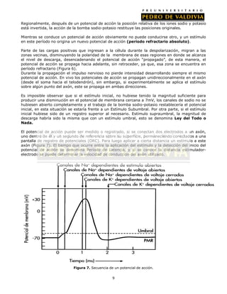 Regionalmente, después de un potencial de acción la posición relativa de los iones sodio y potasio
está invertida, la acción de la bomba sodio-potasio restituye las posiciones originales.

Mientras se conduce un potencial de acción obviamente no puede conducirse otro, y un estímulo
en este período no origina un nuevo potencial de acción (período refractario absoluto).

Parte de las cargas positivas que ingresan a la célula durante la despolarización, migran a las
zonas vecinas, disminuyendo la polaridad de la membrana de esas regiones en donde se alcanza
el nivel de descarga, desencadenando el potencial de acción “propagado”, de esta manera, el
potencial de acción se propaga hacia adelante, sin retroceder, ya que, esa zona se encuentra en
período refractario (Figura 6).
Durante la propagación el impulso nervioso no pierde intensidad desarrollando siempre el mismo
potencial de acción. En vivo los potenciales de acción se propagan unidireccionalmente en el axón
(desde el soma hacia el telodendrón), sin embargo, si experimentalmente se aplica el estímulo
sobre algún punto del axón, este se propaga en ambas direcciones.

Es imposible observar que si el estímulo inicial, no hubiese tenido la magnitud suficiente para
producir una disminución en el potencial de membrana cercana a 7mV, los canales de sodio no se
hubiesen abierto completamente y el trabajo de la bomba sodio-potasio restablecería el potencial
inicial, en esta situación se estaría frente a un Estímulo Subumbral. Por otra parte, si el estímulo
inicial hubiese sido de un registro superior al necesario. Estímulo supraumbral, la magnitud de
descarga habría sido la misma que con un estímulo umbral, esto se denomina Ley del Todo o
Nada.

El potencial de acción puede ser medido o registrado, si se conectan dos electrodos a un axón,
uno dentro de él y un segundo de referencia sobre su superficie, permaneciendo conectados a una
pantalla de registro de potenciales (ORC). Para luego aplicar a cierta distancia un estímulo a este
axón (Figura 7). El tiempo que ocurre entre la aplicación del estímulo y la detección del inicio del
potencial de acción se denomina Período de Latencia, y si se conoce la distancia estimulador-
electrodo se puede determinar la velocidad de conducción del axón utilizado.




                            Figura 7. Secuencia de un potencial de acción.


                                                  9
 