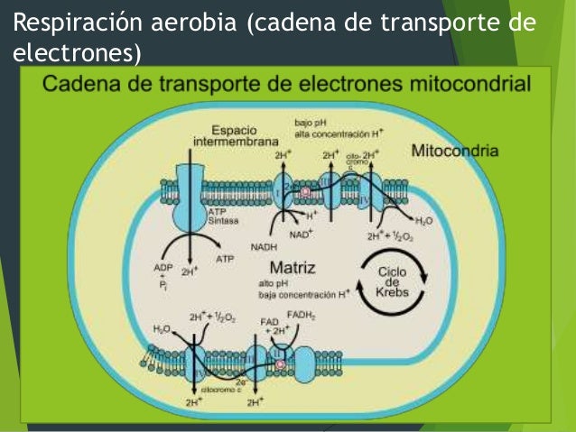 Preguntas sobre metabolismo glucidos