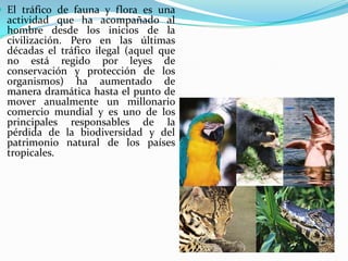  El tráfico de fauna y flora es una
actividad que ha acompañado al
hombre desde los inicios de la
civilización. Pero en las últimas
décadas el tráfico ilegal (aquel que
no está regido por leyes de
conservación y protección de los
organismos) ha aumentado de
manera dramática hasta el punto de
mover anualmente un millonario
comercio mundial y es uno de los
principales responsables de la
pérdida de la biodiversidad y del
patrimonio natural de los países
tropicales.
 