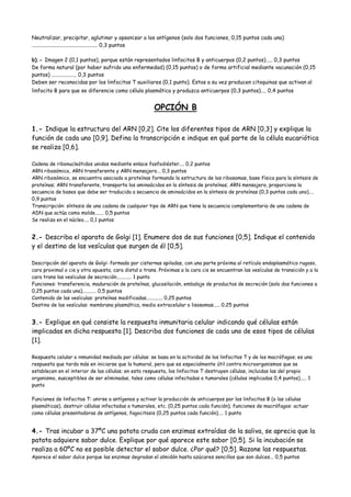 Neutralizar, precipitar, aglutinar y opsonizar a los antígenos (solo dos funciones, 0,15 puntos cada una)
.................................................. 0,3 puntos
b).- Imagen 2 (0,1 puntos), porque están representados linfocitos B y anticuerpos (0,2 puntos)..... 0,3 puntos
De forma natural (por haber sufrido una enfermedad) (0,15 puntos) o de forma artificial mediante vacunación (0,15
puntos) ................... 0,3 puntos
Deben ser reconocidas por los linfocitos T auxiliares (0,1 punto). Estos a su vez producen citoquinas que activan al
linfocito B para que se diferencie como célula plasmática y produzca anticuerpos (0,3 puntos).... 0,4 puntos
OPCIÓN B
1.- Indique la estructura del ARN [0,2]. Cite los diferentes tipos de ARN [0,3] y explique la
función de cada uno [0,9]. Defina la transcripción e indique en qué parte de la célula eucariótica
se realiza [0,6].
Cadena de ribonucleótidos unidos mediante enlace fosfodiéster.... 0,2 puntos
ARN ribosómico, ARN transferente y ARN mensajero... 0,3 puntos
ARN ribosómico, se encuentra asociado a proteínas formando la estructura de los ribosomas, base física para la síntesis de
proteínas; ARN transferente, transporta los aminoácidos en la síntesis de proteínas; ARN mensajero, proporciona la
secuencia de bases que debe ser traducida a secuencia de aminoácidos en la síntesis de proteínas (0,3 puntos cada uno)....
0,9 puntos
Transcripción: síntesis de una cadena de cualquier tipo de ARN que tiene la secuencia complementaria de una cadena de
ADN que actúa como molde....... 0,5 puntos
Se realiza en el núcleo.... 0,1 puntos
2.- Describa el aparato de Golgi [1]. Enumere dos de sus funciones [0,5]. Indique el contenido
y el destino de las vesículas que surgen de él [0,5].
Descripción del aparato de Golgi: formado por cisternas apiladas, con una parte próxima al retículo endoplasmático rugoso,
cara proximal o cis y otra opuesta, cara distal o trans. Próximas a la cara cis se encuentran las vesículas de transición y a la
cara trans las vesículas de secreción............ 1 punto
Funciones: transferencia, maduración de proteínas, glucosilación, embalaje de productos de secreción (solo dos funciones a
0,25 puntos cada una)........... 0,5 puntos
Contenido de las vesículas: proteínas modificadas............. 0,25 puntos
Destino de las vesículas: membrana plasmática, medio extracelular o lisosomas..... 0,25 puntos
3.- Explique en qué consiste la respuesta inmunitaria celular indicando qué células están
implicadas en dicha respuesta [1]. Describa dos funciones de cada uno de esos tipos de células
[1].
Respuesta celular o inmunidad mediada por células: se basa en la actividad de los linfocitos T y de los macrófagos; es una
respuesta que tarda más en iniciarse que la humoral, pero que es especialmente útil contra microorganismos que se
establecen en el interior de las células; en esta respuesta, los linfocitos T destruyen células, incluidas las del propio
organismo, susceptibles de ser eliminadas, tales como células infectadas o tumorales (células implicadas 0,4 puntos)..... 1
punto
Funciones de linfocitos T: unirse a antígenos y activar la producción de anticuerpos por los linfocitos B (o las células
plasmáticas), destruir células infectadas o tumorales, etc. (0,25 puntos cada función); funciones de macrófagos: actuar
como células presentadoras de antígenos, fagocitosis (0,25 puntos cada función).... 1 punto
4.- Tras incubar a 37ºC una patata cruda con enzimas extraídas de la saliva, se aprecia que la
patata adquiere sabor dulce. Explique por qué aparece este sabor [0,5]. Si la incubación se
realiza a 60ºC no es posible detectar el sabor dulce. ¿Por qué? [0,5]. Razone las respuestas.
Aparece el sabor dulce porque las enzimas degradan el almidón hasta azúcares sencillos que son dulces... 0,5 puntos
 
