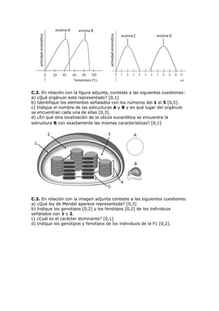 C.2. En relación con la figura adjunta, conteste a las siguientes cuestiones:
a) ¿Qué orgánulo está representado? [0,1]
b) Identifique los elementos señalados con los números del 1 al 5 [0,5].
c) Indique el nombre de las estructuras A y B y en qué lugar del orgánulo
se encuentran cada una de ellas [0,3].
d) ¿En qué otra localización de la célula eucariótica se encuentra la
estructura B con exactamente las mismas características? [0,1]
C.3. En relación con la imagen adjunta conteste a las siguientes cuestiones:
a) ¿Qué ley de Mendel aparece representada? [0,3]
b) Indique los genotipos [0,2] y los fenotipos [0,2] de los individuos
señalados con 1 y 2.
c) ¿Cuál es el carácter dominante? [0,1]
d) Indique los genotipos y fenotipos de los individuos de la F1 [0,2].
 