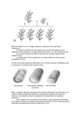 C.4. En relación con la imagen adjunta, responda a las siguientes
cuestiones:
a) ¿Cómo se denomina al proceso que ha ocurrido desde que se
elabora la masa del pan y se deja reposar durante 1 h y 30 minutos? [0,2]
b) ¿A qué molécula se debe el aumento de tamaño después del
reposo? [0,2]
c) ¿Qué tipo de microorganismo es responsable de este proceso
metabólico? [0,2]
d) Cite otros dos productos obtenidos con el mismo proceso metabólico que
el utilizado en la fabricación del pan [0,4].
C.5. La imagen adjunta representa dos formas diferentes de alimentar a un
recién nacido, la lactancia materna y la lactancia artificial con leche de
fórmula. La tendencia actual en pediatría es recomendar la lactancia
materna:
a) En relación con el sistema inmunitario, ¿qué sustancias presentes
en la leche materna no poseen las leches de fórmula? [0,2] ¿A qué grupo de
biomoléculas pertenecen dichas sustancias? [0,2]
 