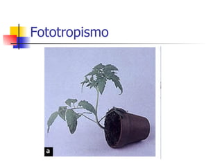 Fototropismo 
