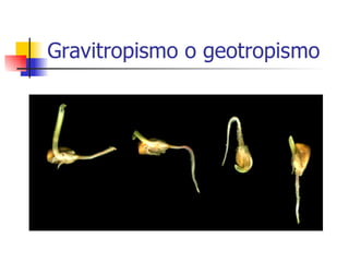 Gravitropismo o geotropismo 