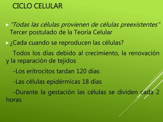 CICLO CELULAR
“Todas las células provienen de células preexistentes”
Tercer postulado de la Teoría Celular
¿Cada cuando ...