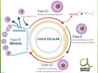 Durante la mitosis se identifican 4 fases principales:
- La profase, en la cual la célula pierde la membrana
nuclear y se...